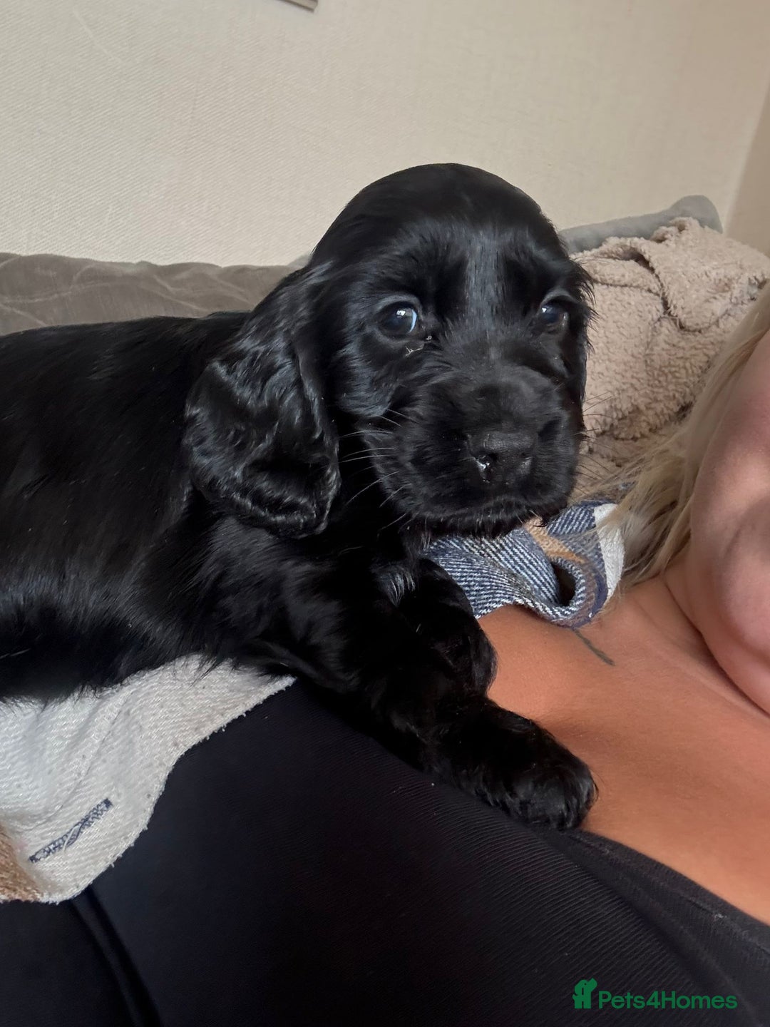 Cocker Spaniel dogs for sale: Cocker Spaniel Puppies - Image 5