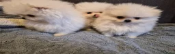 Pomeranian dogs for sale: White pomeranian tady bears in Castleford - Advert 3