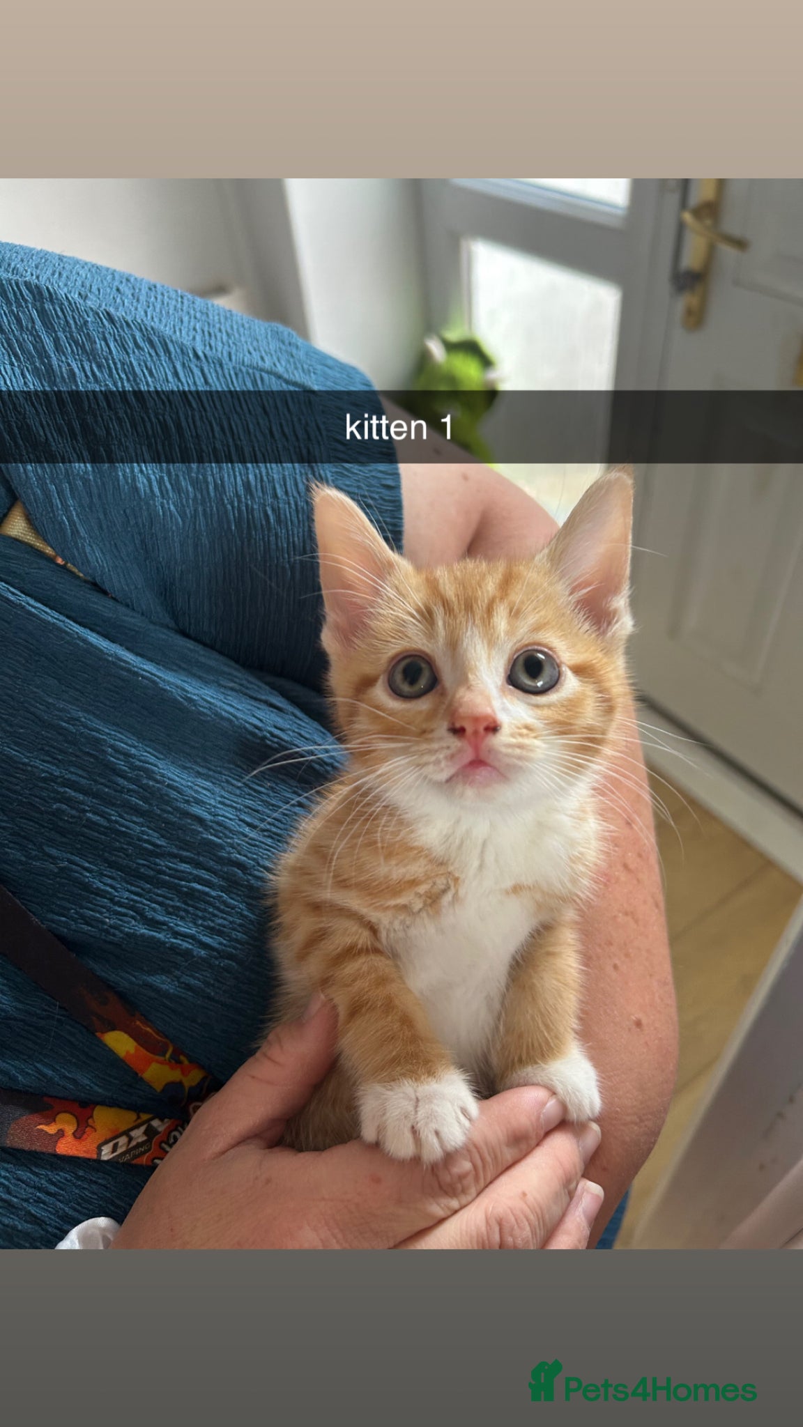 Mixed Breed cats for sale: beautiful orange babies - Advert 4
