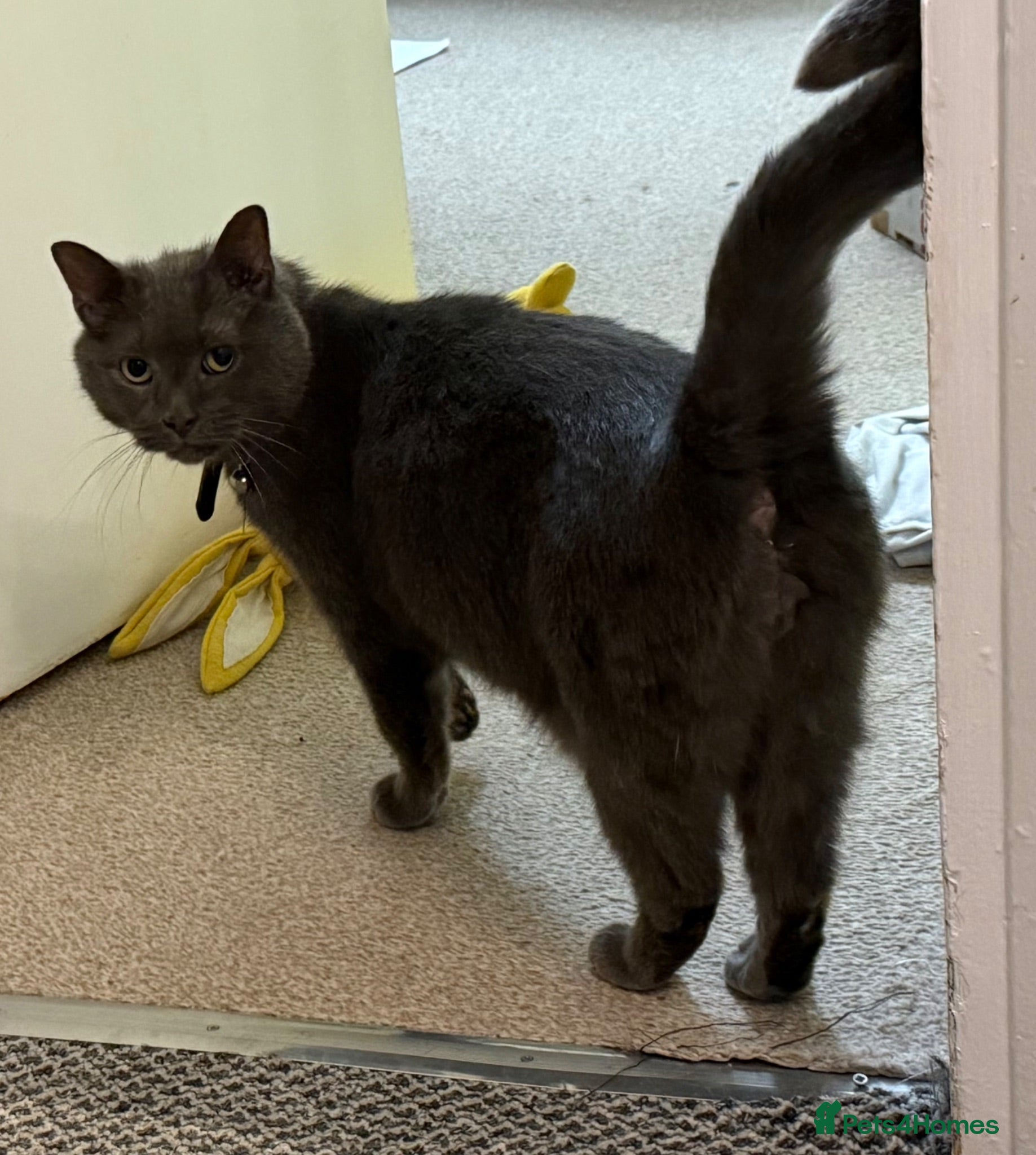 Russian Blue cats Russian Blue Nuetered Male - Advert 1
