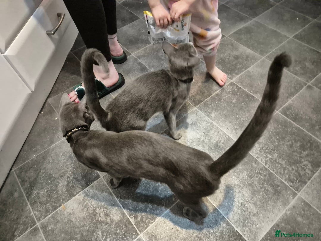 Oriental cats for sale: Beautiful blue/gray oriental kittens - Advert 14