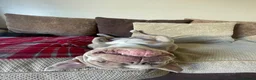 American Bully dogs for stud: 🐾LILAC AMERICAN POCKET BULLDOG STUD 🐾 in Wolverhampton - Advert 4