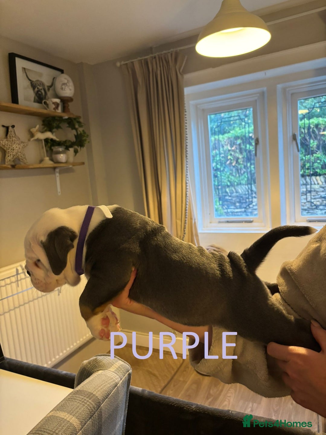 Olde English Bulldogge dogs for sale: Playful OEB Puppies  - Image 11