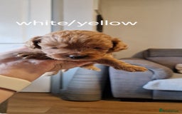 Cavapoo dogs for sale: Beautiful cavapoo puppies - Image 4