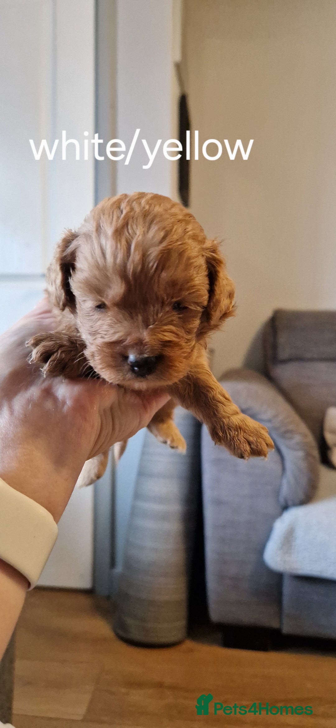 Cavapoo dogs for sale: Beautiful cavapoo puppies - Image 4