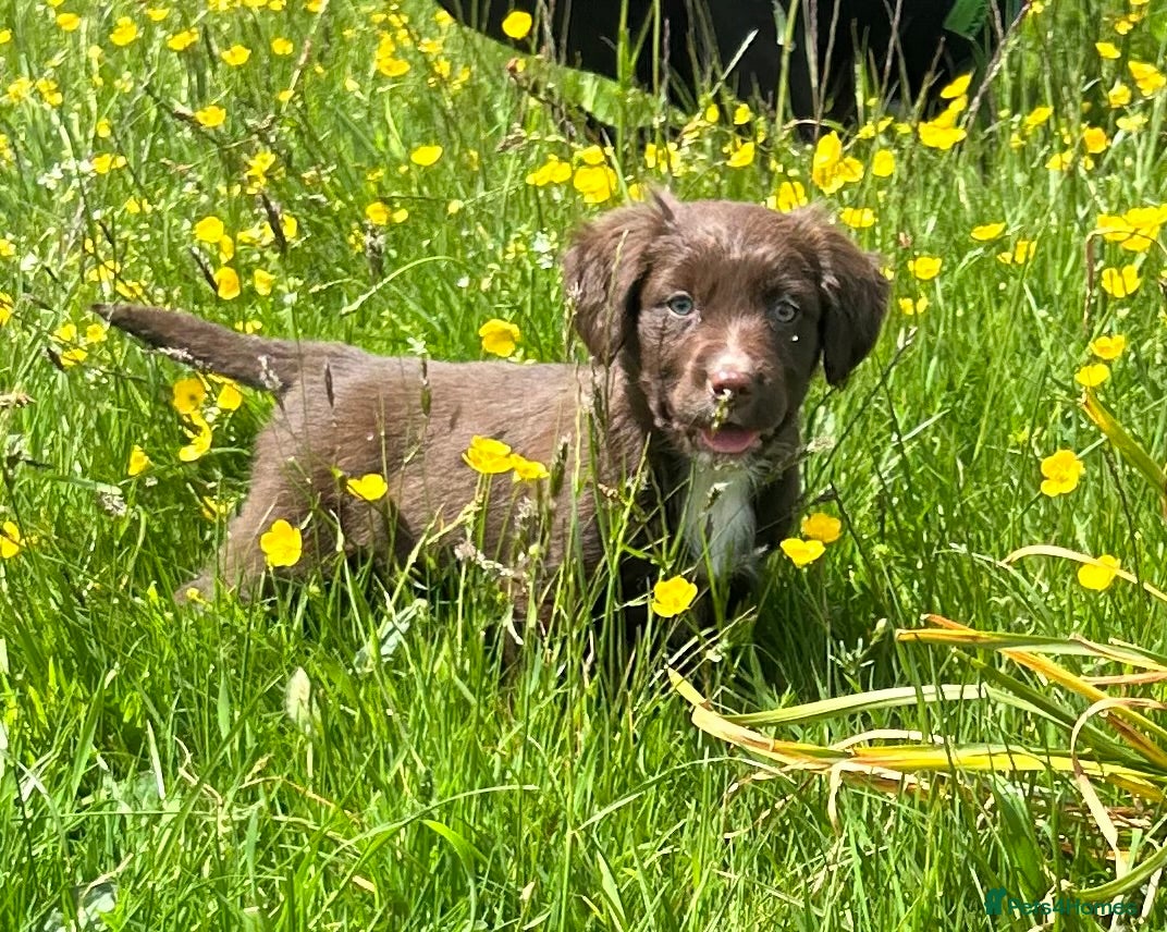 Mixed Breed dogs for sale: Spaniel x collie puppies  in Llandrindod Wells - Advert 3