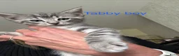 Ragdoll cats for sale: 3 Ragdoll X Tabby kittens. Ready now - Advert 2