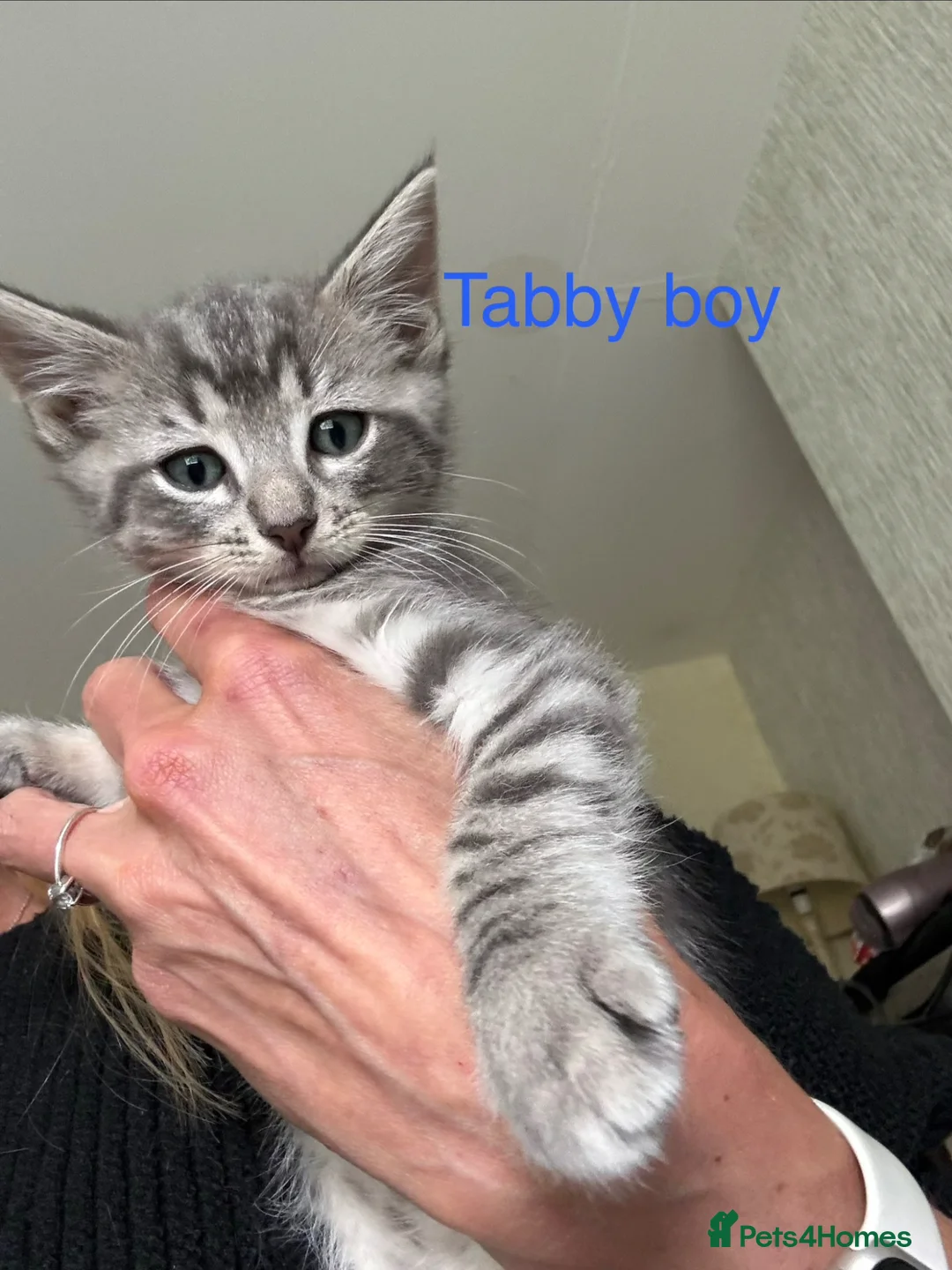 Ragdoll cats for sale: 3 Ragdoll X Tabby kittens. Ready now - Advert 2