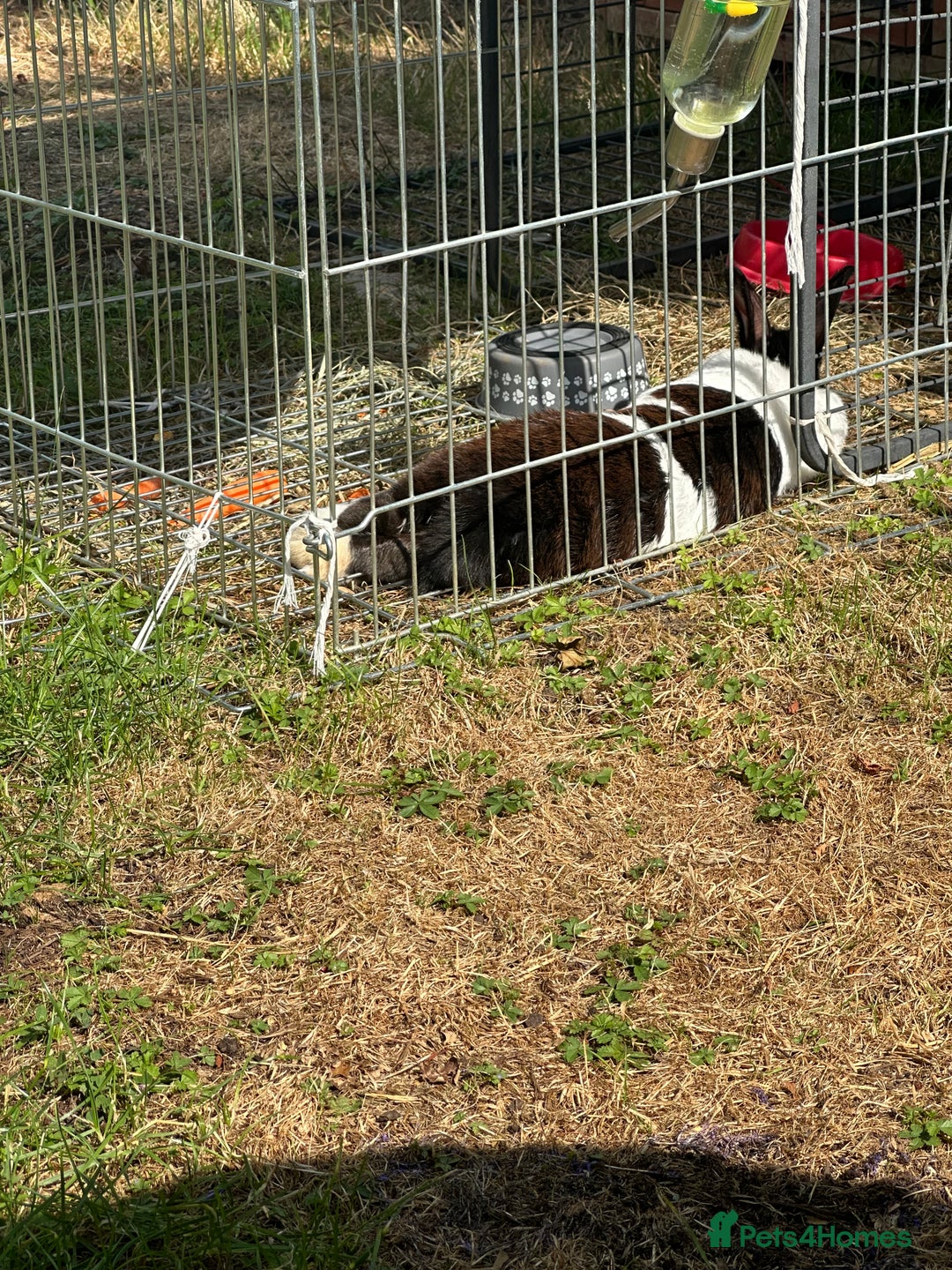 Mixed Breed rabbits for sale: Rex cross giant male  - Advert 7