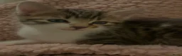 Domestic Shorthair cats for sale: Tabby cat kittens  - Advert 13