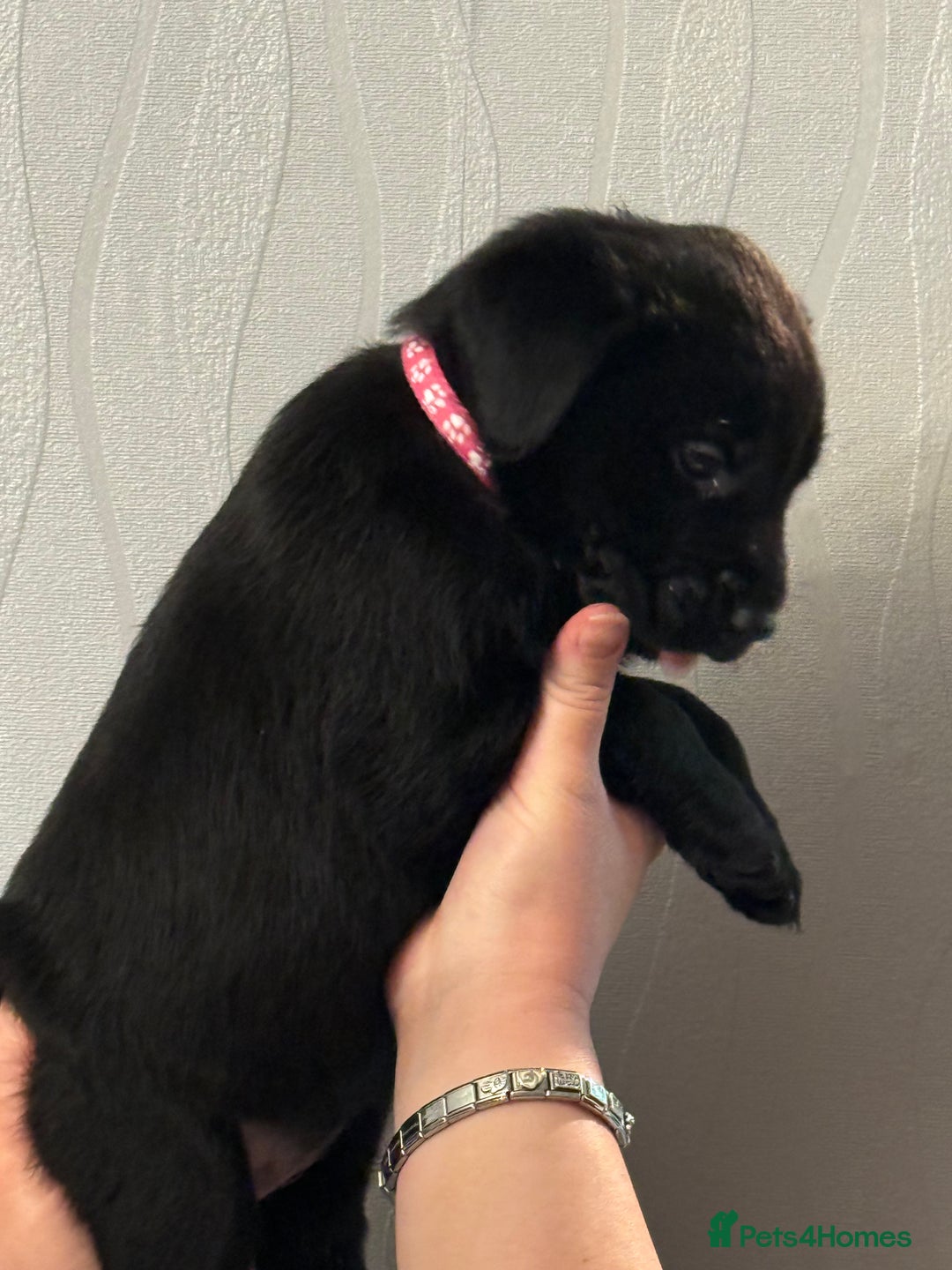 Labrador Retriever dogs for sale: Labrador puppies  - Advert 25