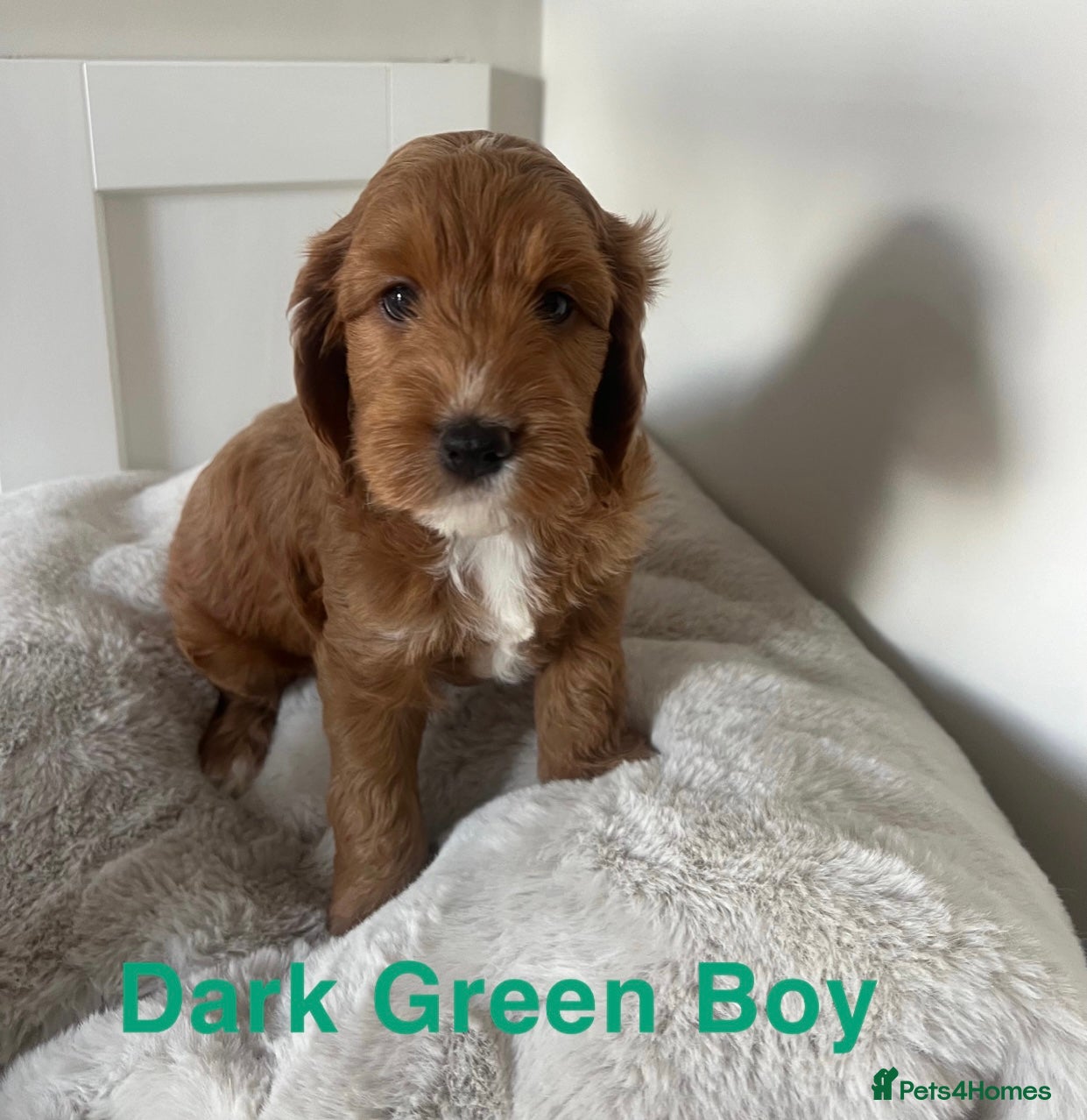 Cockapoo dogs F1 Cockapoo Puppies PRA Clear! KC Parents!  - Advert 2