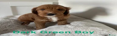 Dark Green Puppy 