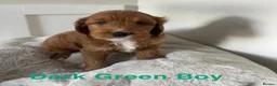 Cockapoo dogs for sale: F1 Cockapoo Puppies PRA Clear! KC Parents!  - Advert 2