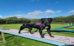 Patterdale Terrier dogs for adoption: OZZY - MALE PATTERDALE - Image 3