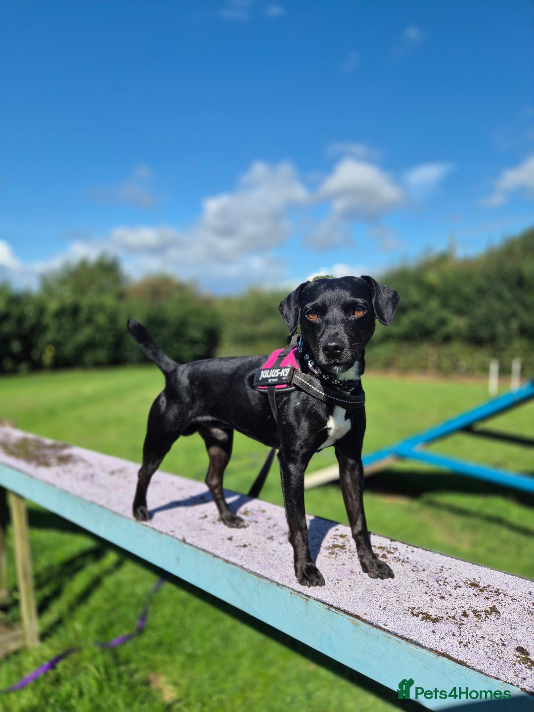 Patterdale Terrier dogs for adoption: OZZY - MALE PATTERDALE - Image 3