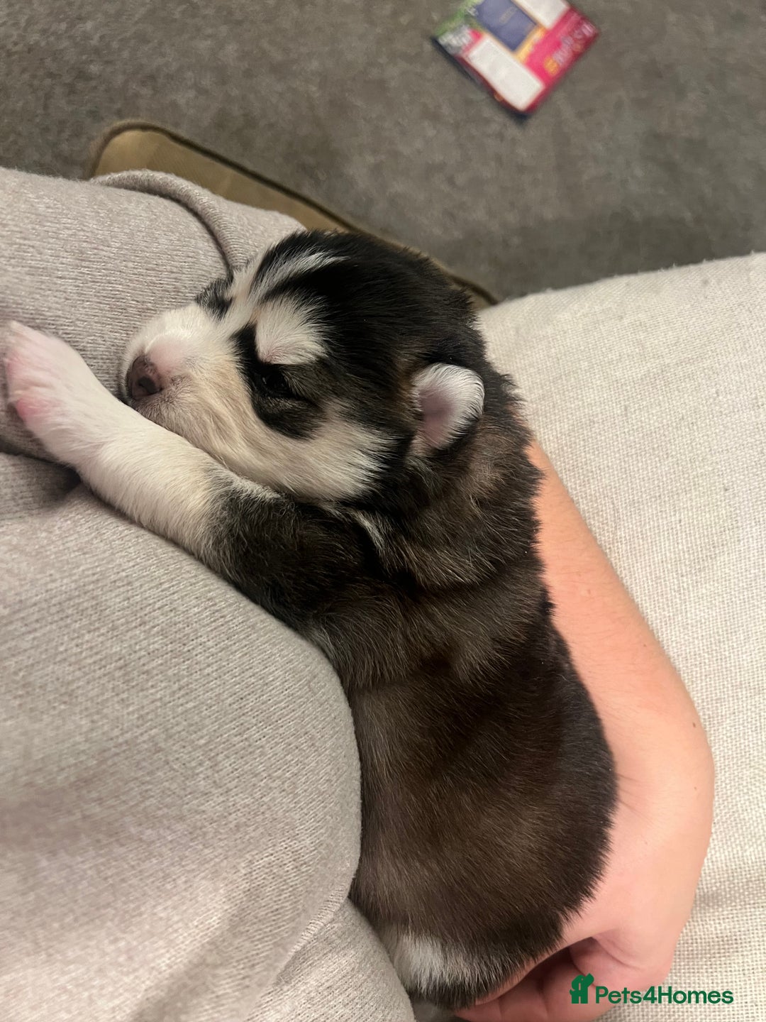 Pomsky dogs for sale: Stunning f2 pomsky babies  - Advert 4