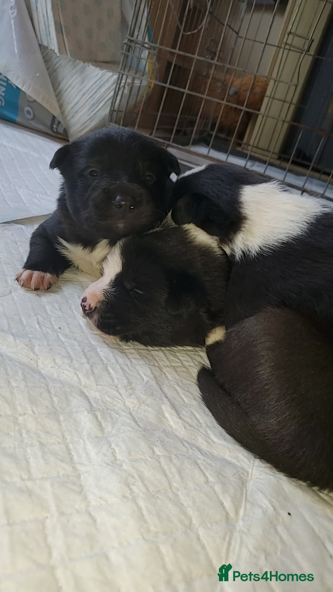 Mixed Breed dogs Border Kelpies  - Advert 15