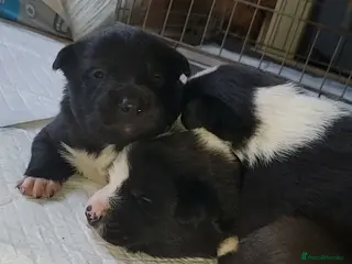 Mixed Breed dogs Border Kelpies - Advert 15