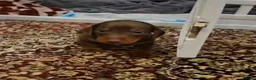 Dachshund dogs for sale: Female dachshund  - Advert 3