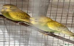 Budgerigars birds for sale: Budgies  - Image 2