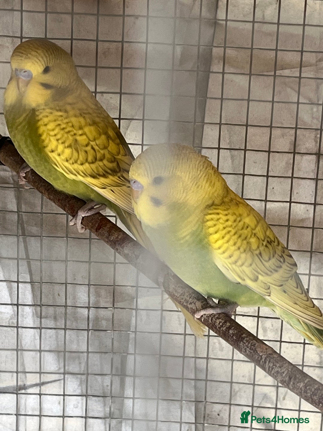 Budgerigars birds for sale: Budgies  - Image 2