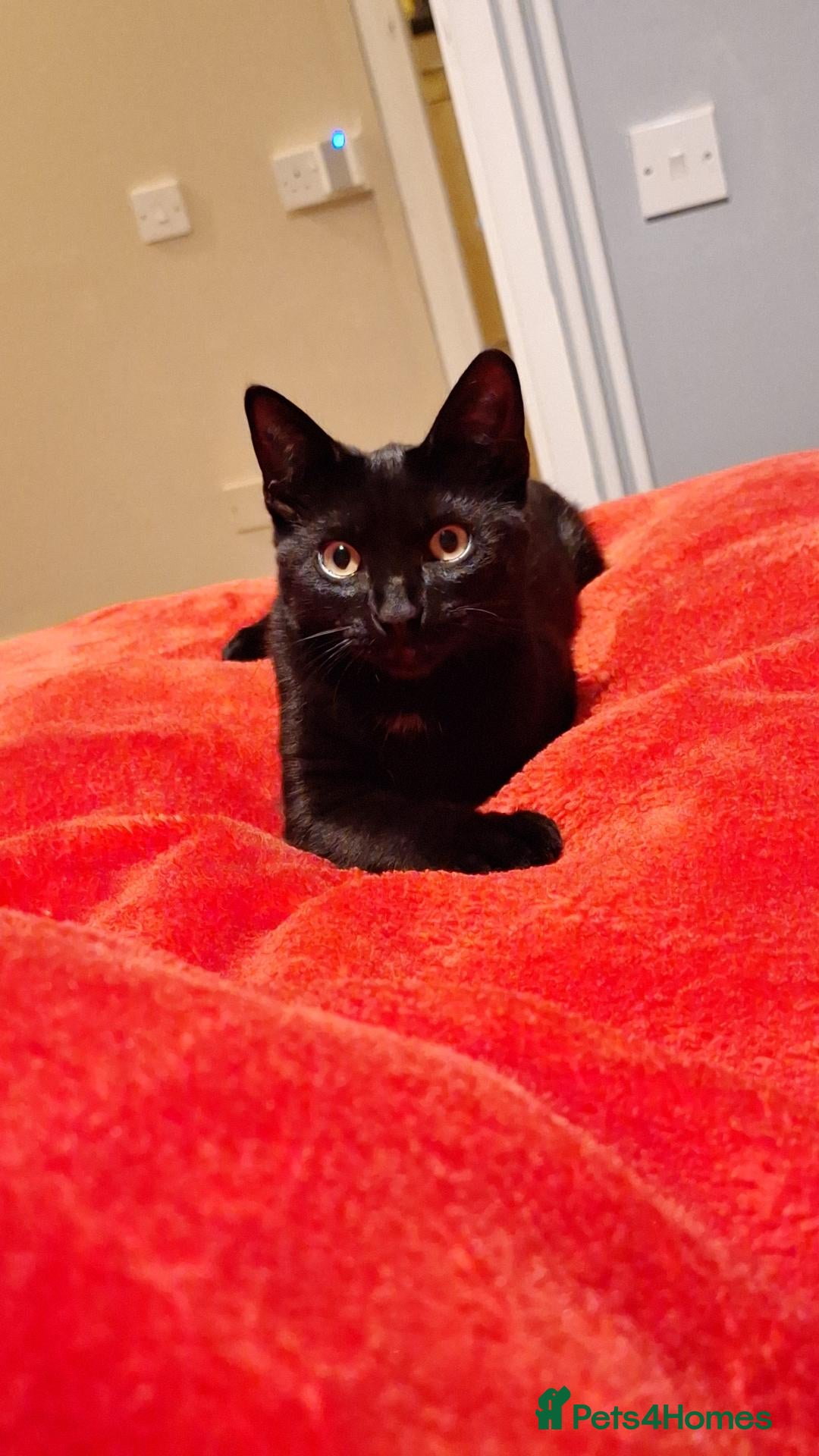 Mixed Breed cats Miss hartrey - Advert 12