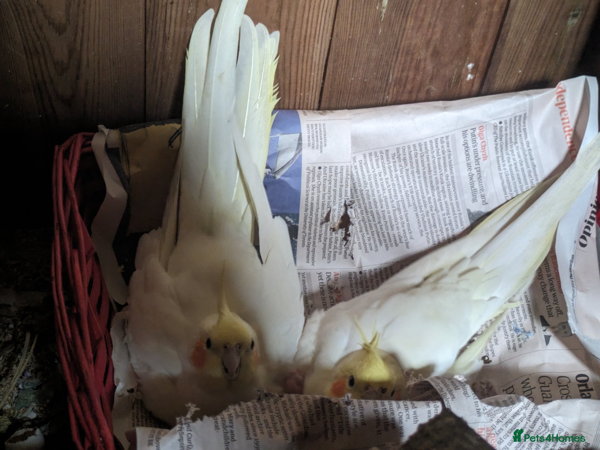 Cockatiels birds for sale: 2 lutino cockateils and 1 budgie in Ipswich - Advert 5