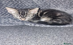 Mixed Breed cats for sale: Kitten for sale. A beautiful girl! - Advert 18