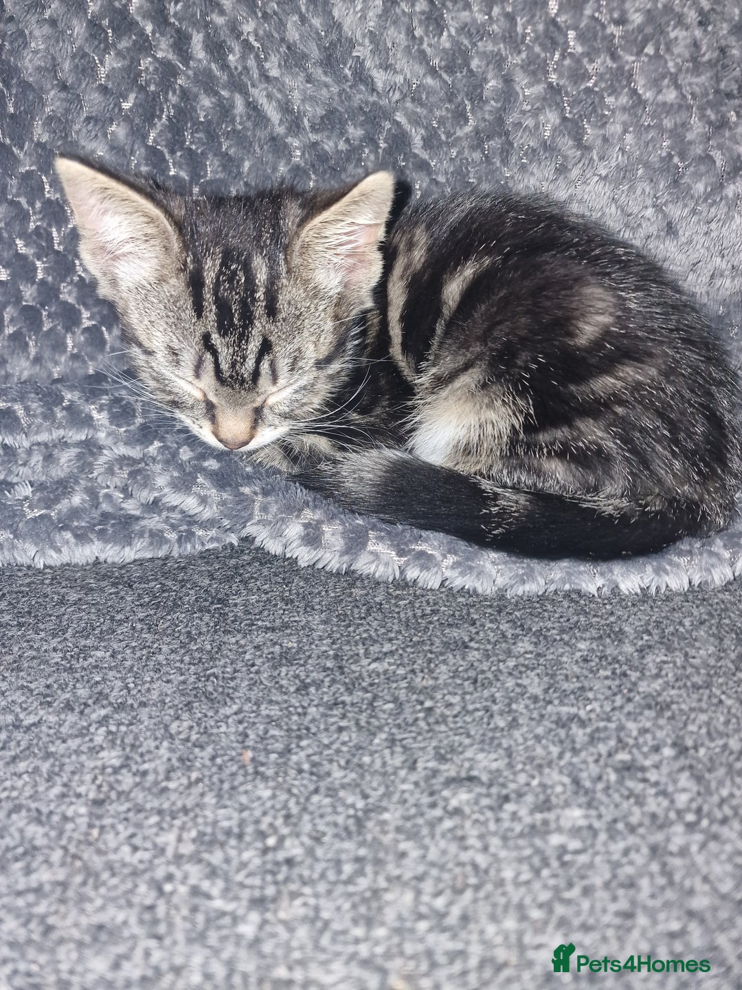 Mixed Breed cats for sale: Kitten for sale. A beautiful girl! - Advert 18