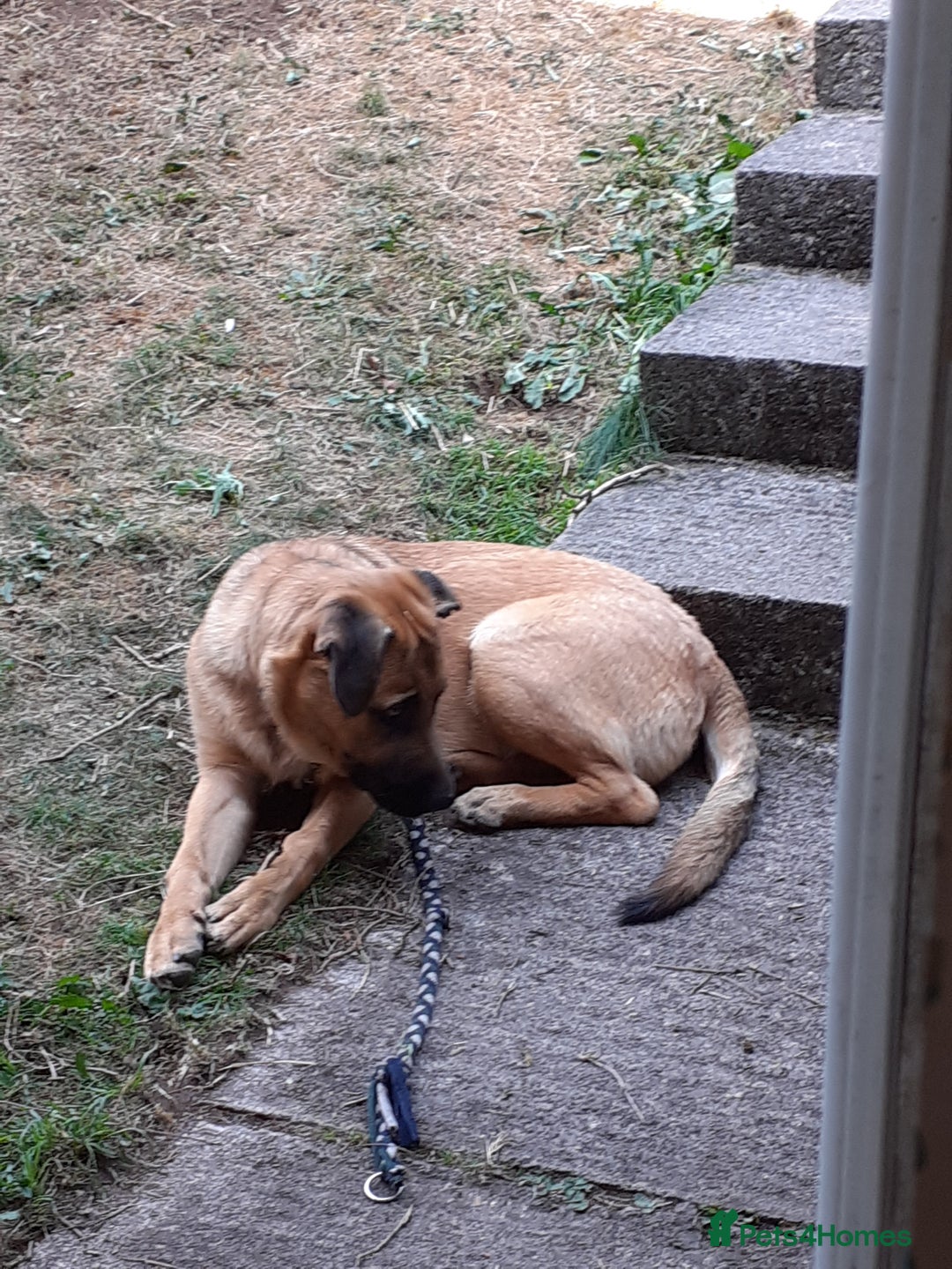 Mixed Breed dogs for sale: Beautiful well tempered Golden Shepherd puppy  - Image 3