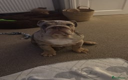 English Bulldog dogs for sale: Lando - Image 2