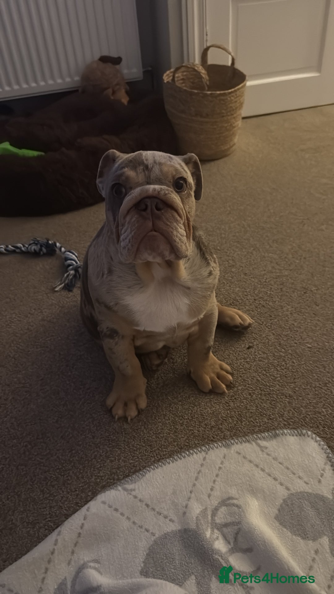 English Bulldog dogs for sale: Lando - Image 2