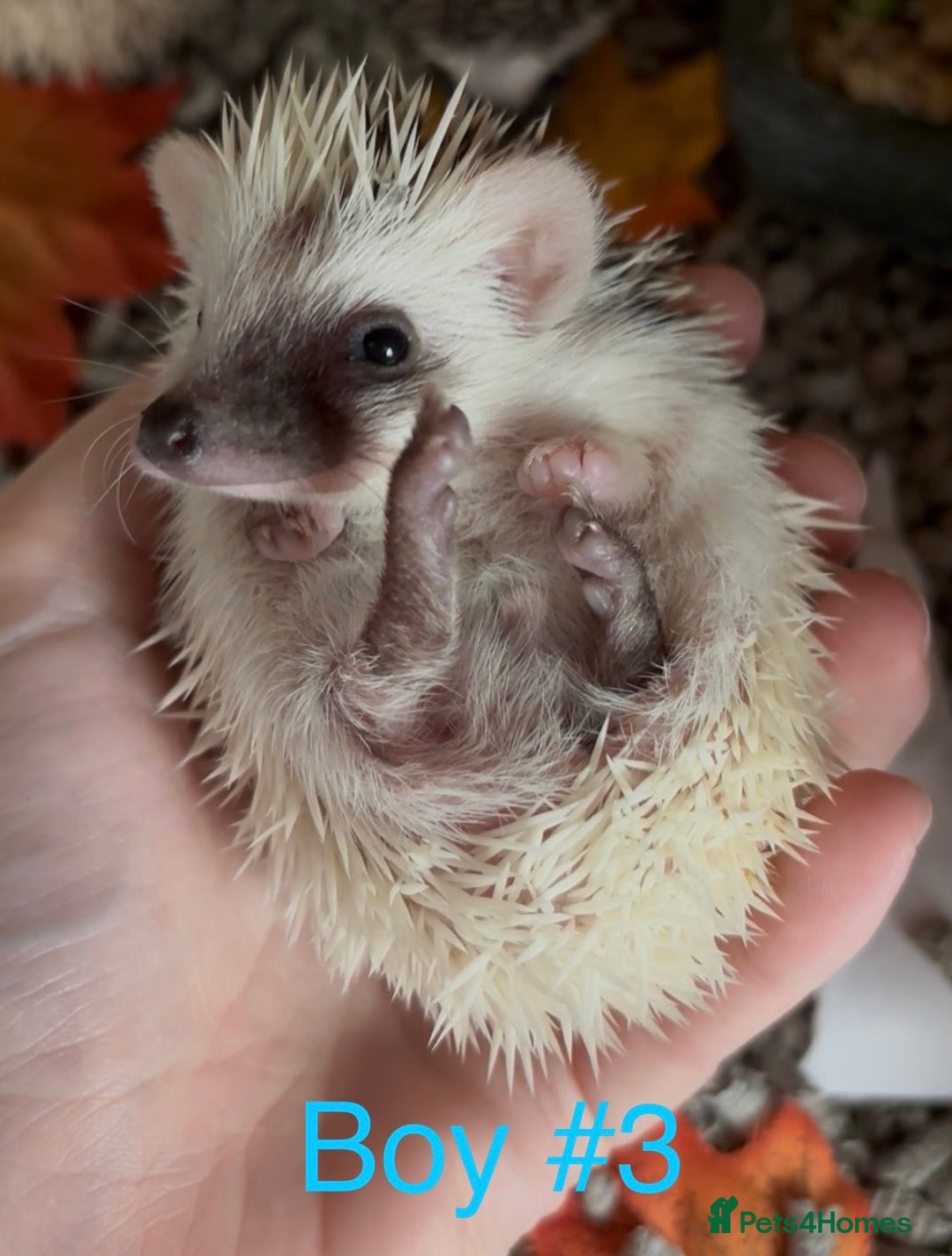 Pygmy Hedgehog rodents for sale: Male and female Pygmy hedgehogs ready to reserve - Image 9