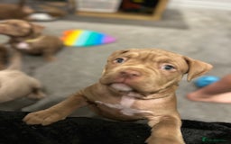 American Bully dogs for sale: Pocket bullies  ready to leave!! (Reduced) - Image 27