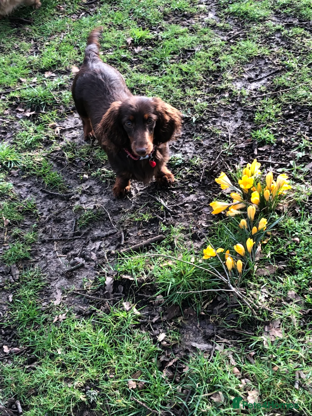 Miniature Dachshund dogs for sale: Miniature Dachshund  - Advert 9