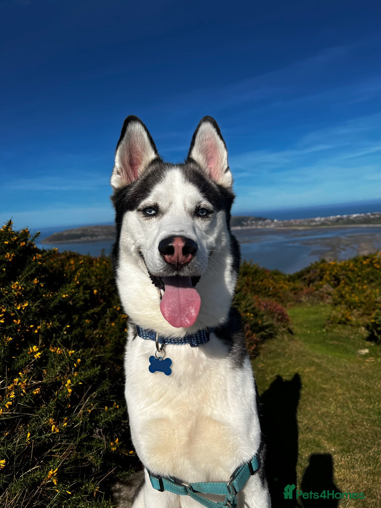 Siberian Husky dogs 7 Yr old Siberian Husky - Advert 2