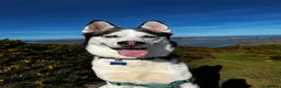 Siberian Husky dogs for sale: 7 Yr old Siberian Husky - Advert 1