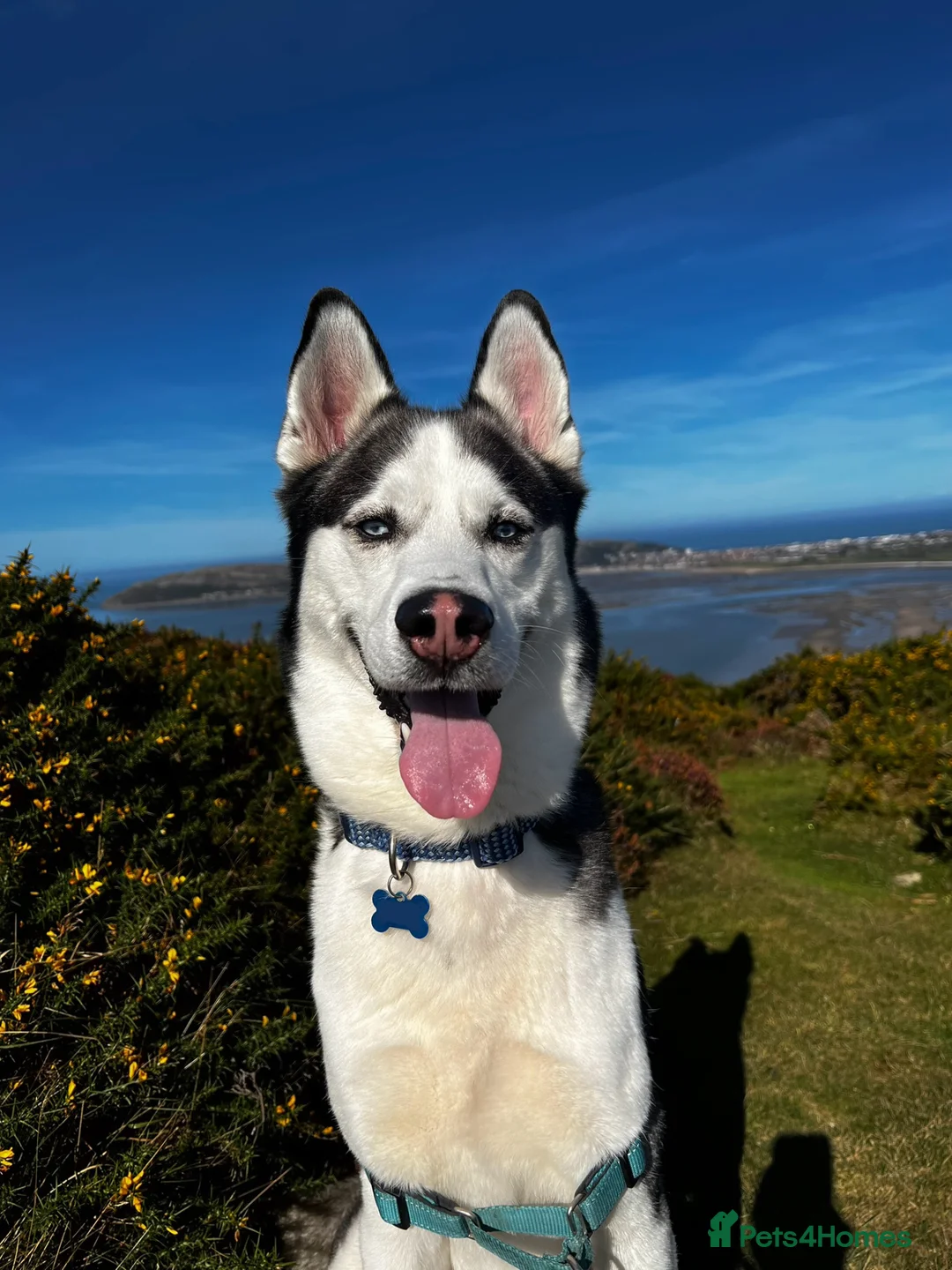 Siberian Husky dogs for sale: 7 Yr old Siberian Husky - Advert 1