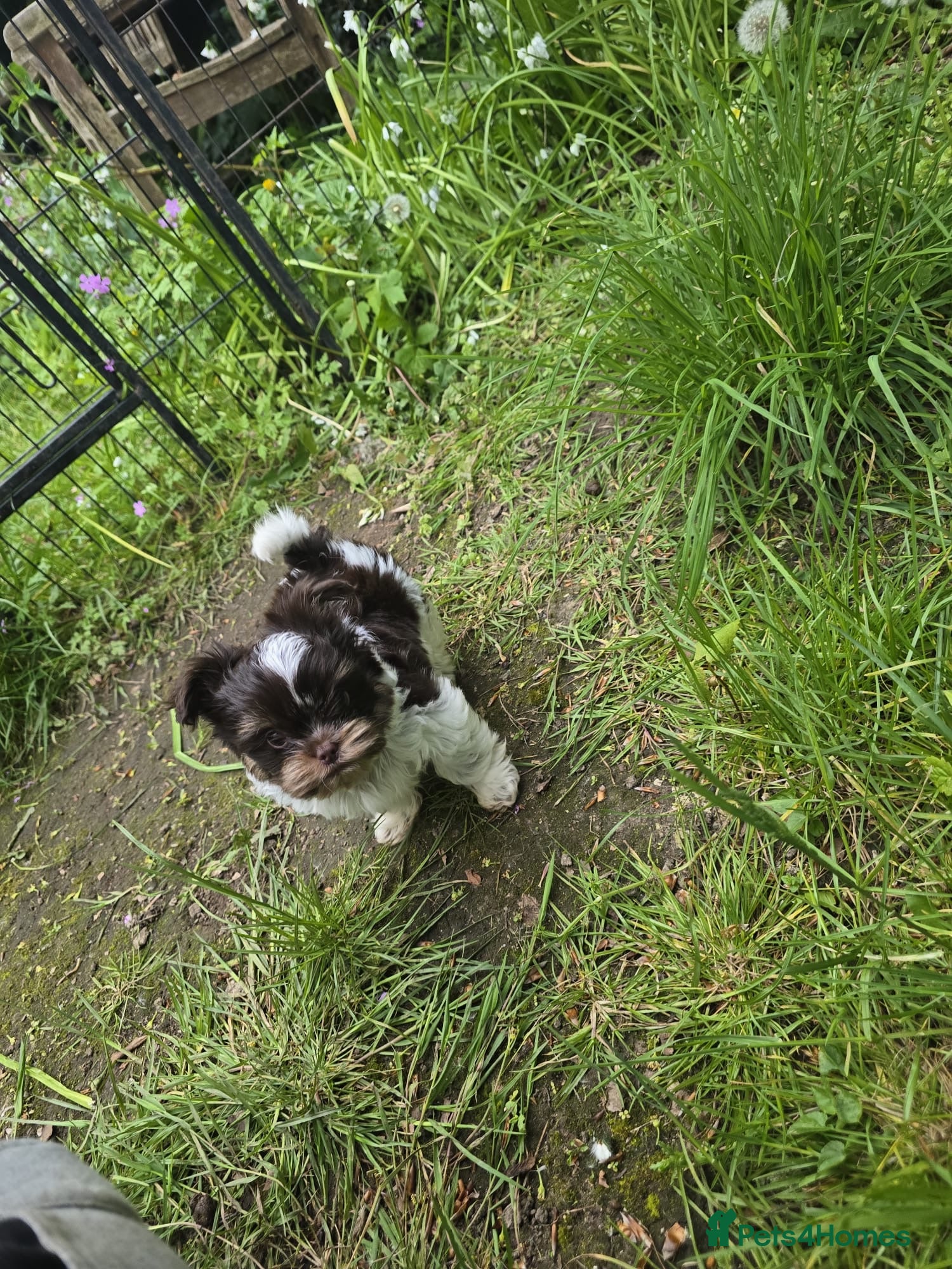 Biewer Terrier dogs Ready to go 😊 delivery available  - Advert 1