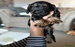 Cocker Spaniel dogs for sale: 3 Adorable kc reg working cocker spaniel puppies  - Image 20