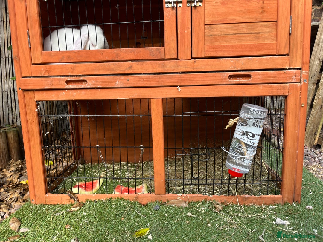 French Lop rabbits for sale: French lop bunny and hutch - Image 10