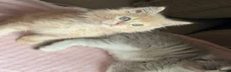 Ragdoll cats for sale: £950 Full pedigree Tica Ready now  - Advert 22