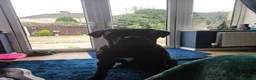 Cane Corso dogs for sale: Beautiful cane corso x puppies  - Advert 16