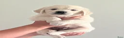 Golden Retriever dogs for sale: KC Old English Cream Golden Retrievers - Advert 14