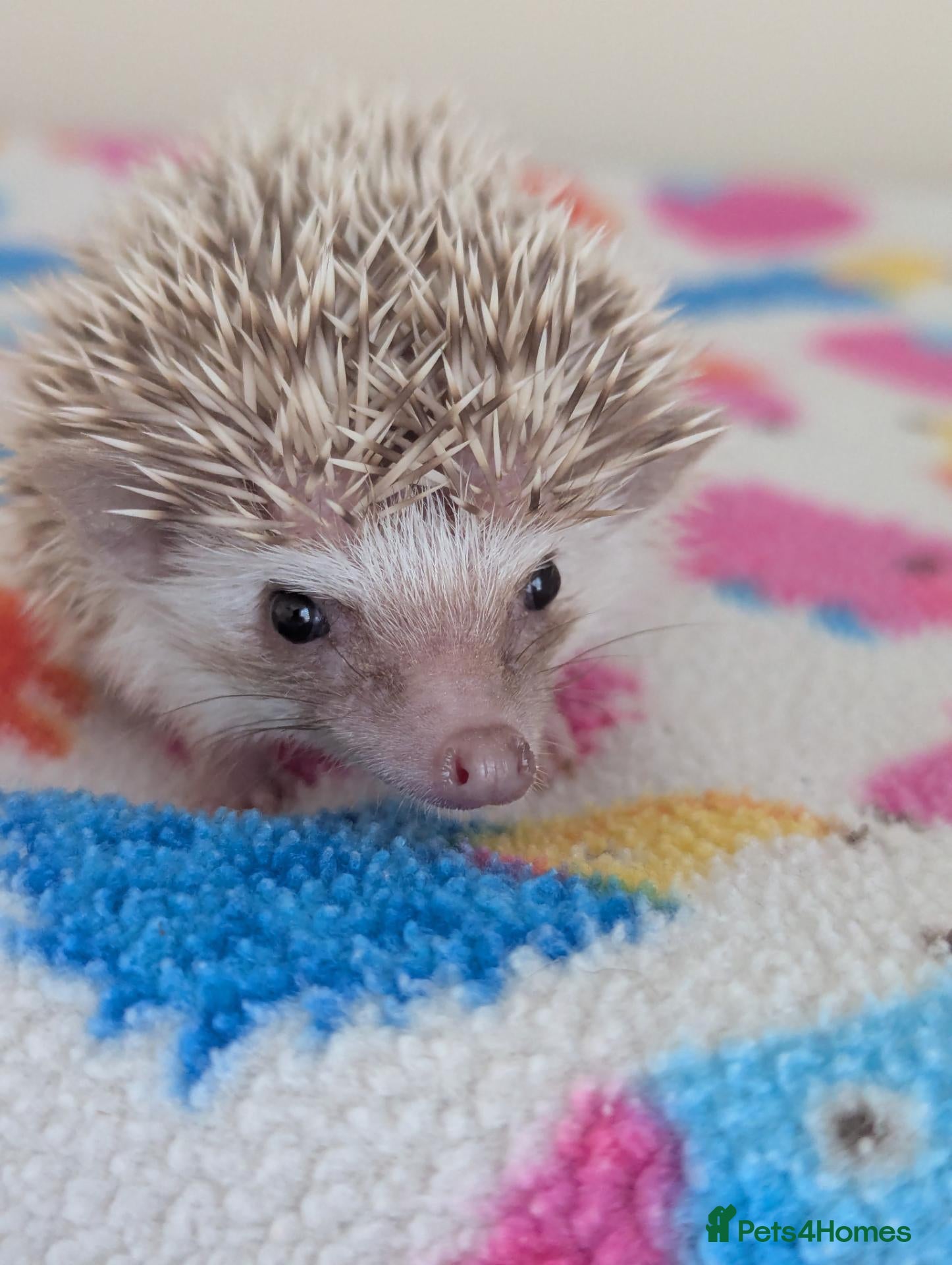 Pygmy Hedgehog rodents Stunning Hoglets 8 weeks old/Ready Now - Advert 2