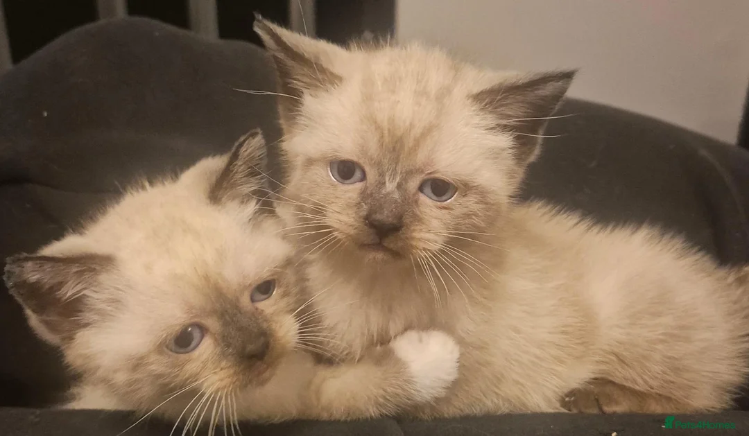 Mixed Breed cats for sale: Ragdoll/ british short hair in Manchester - Advert 11