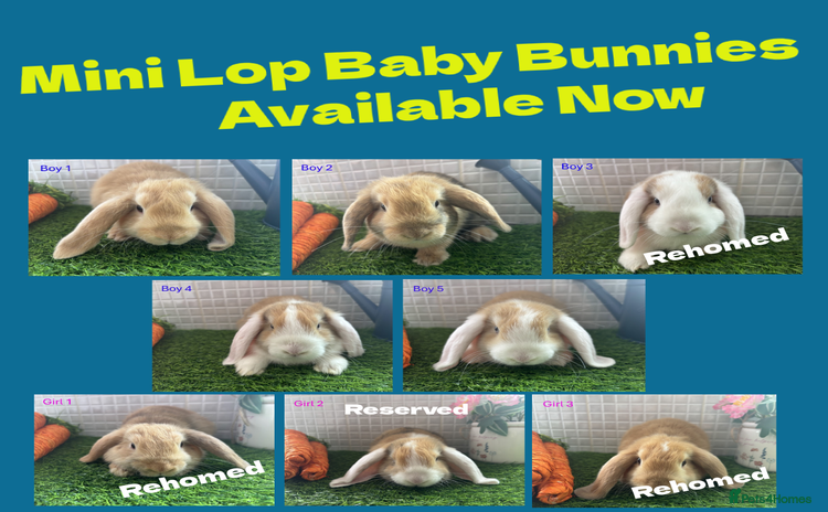 Mini Lop rabbits - Advert 15