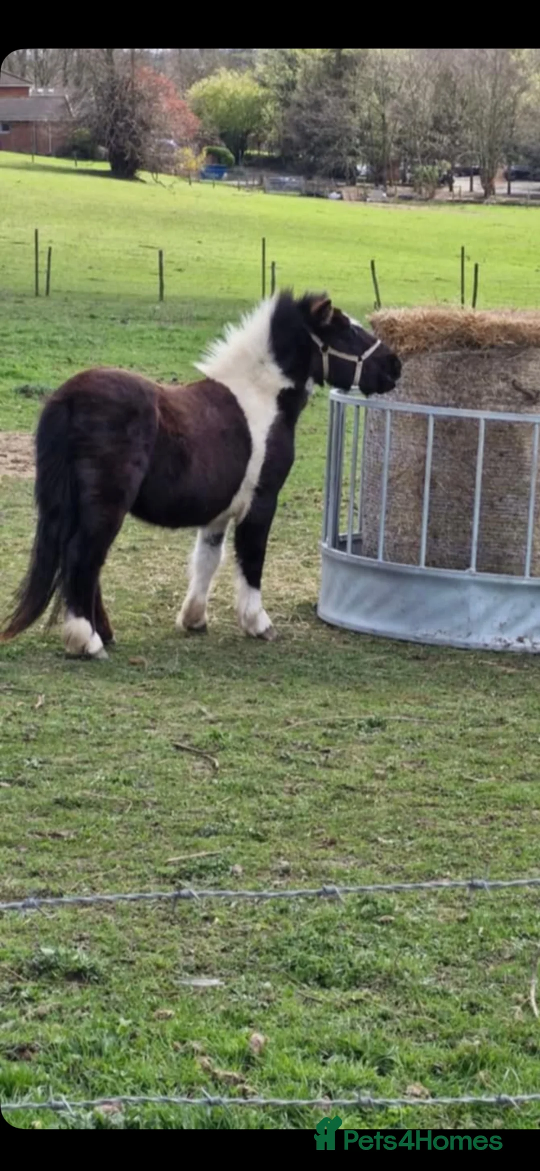 Dartmoor horses for sale: Ponys - Advert 3