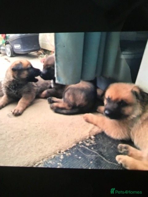Mixed Breed dogs Mali X - Advert 1